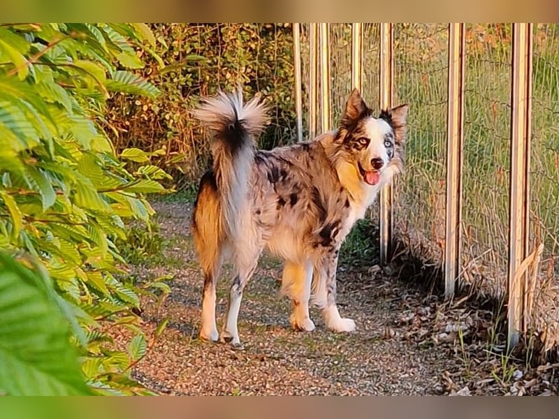 Traumhund: ruhiger & verschmuster Border Collie