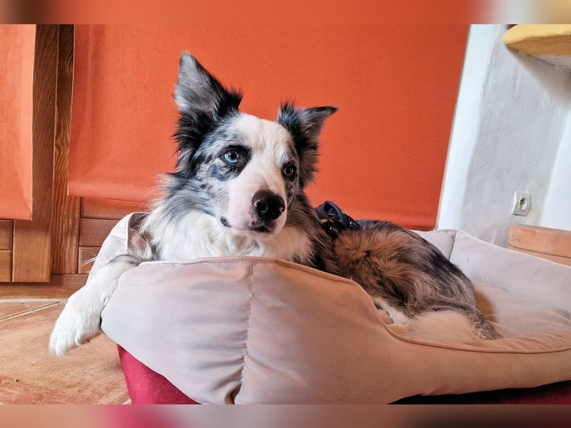 Traumhund: ruhiger & verschmuster Border Collie