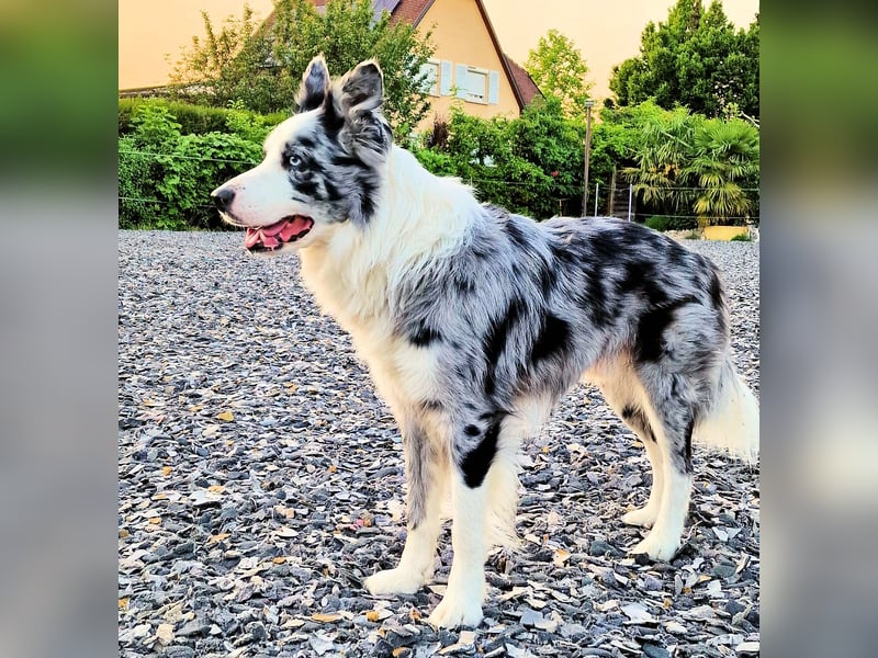 Traumhund: ruhiger & verschmuster Border Collie