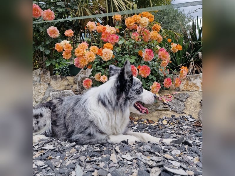 Traumhund: ruhiger & verschmuster Border Collie