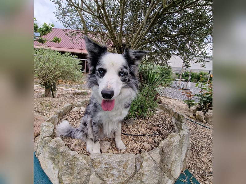 Traumhund: ruhiger & verschmuster Border Collie