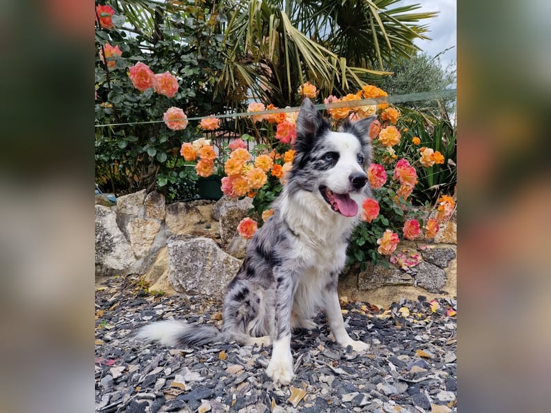 Traumhund: ruhiger & verschmuster Border Collie