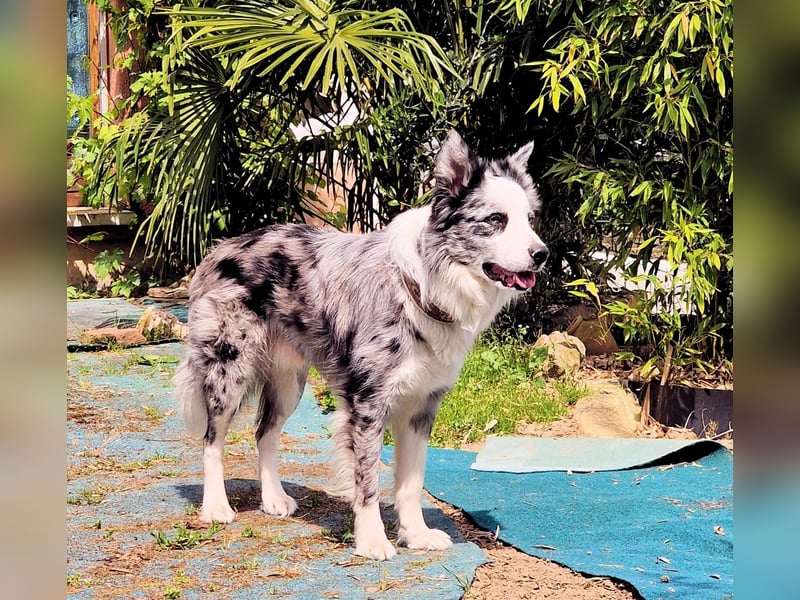 Traumhund: ruhiger & verschmuster Border Collie