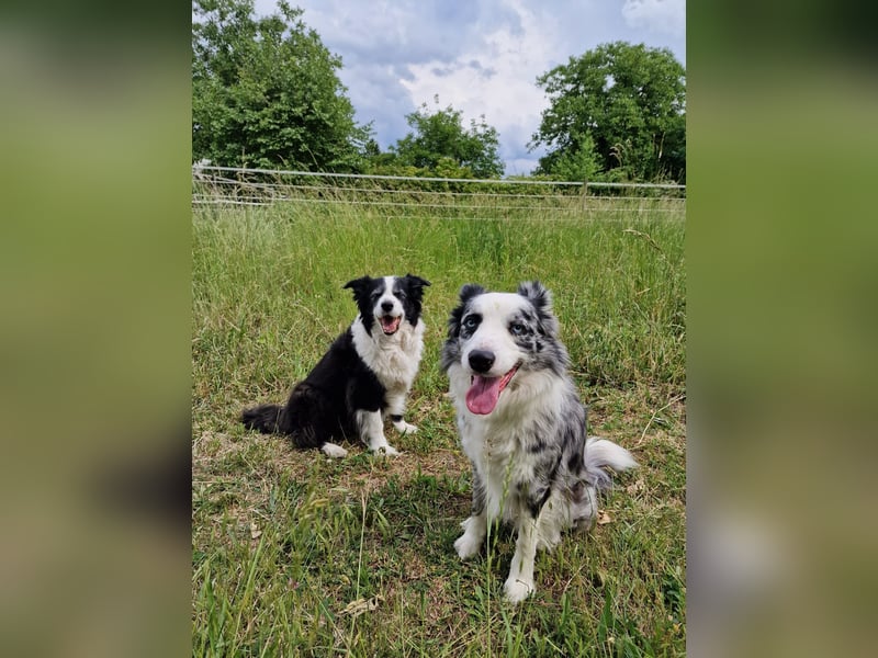 Traumhund: ruhiger & verschmuster Border Collie
