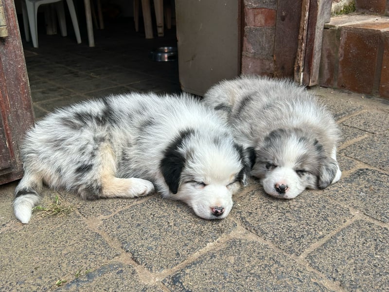 Borderaussie - Australian Shepherd / Bordercollie Mix Welpen