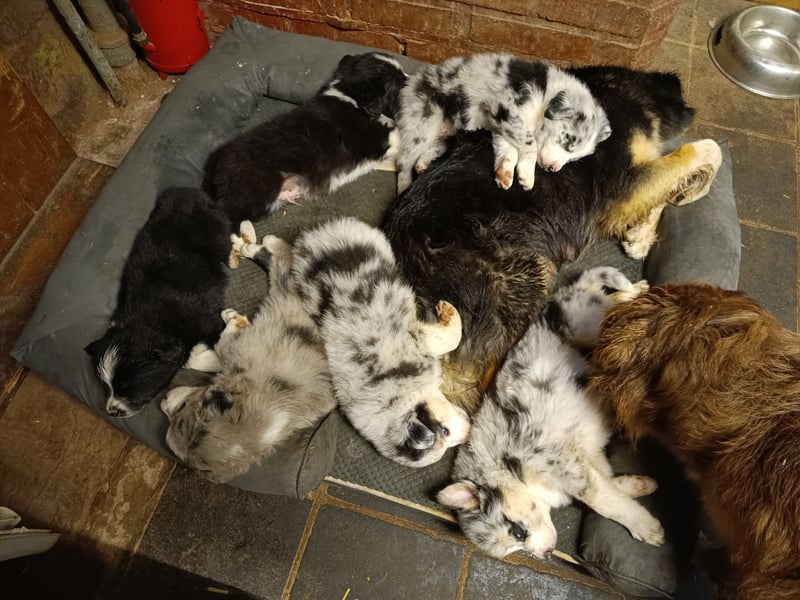 Borderaussie - Australian Shepherd / Bordercollie Welpen
