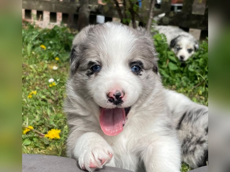 Borderaussie - Australian Shepherd / Bordercollie Welpen