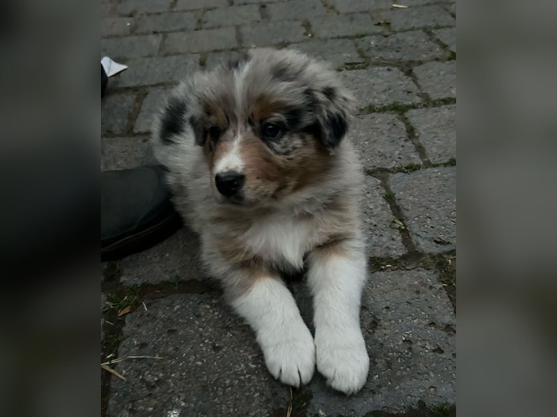 Borderaussie - Australian Shepherd / Bordercollie Mix Welpen