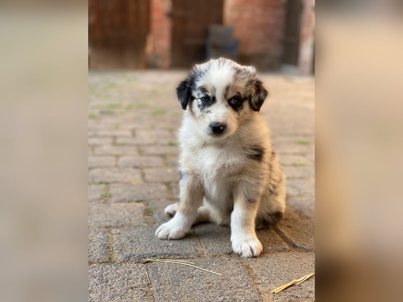 Borderaussie - Australian Shepherd / Bordercollie Welpen