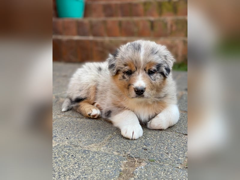 Borderaussie - Australian Shepherd / Bordercollie Welpen