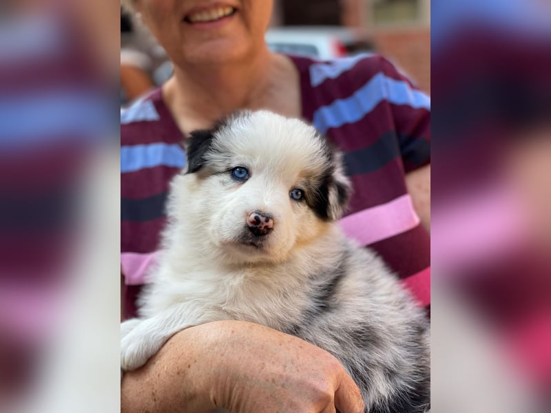 Borderaussie - Australian Shepherd / Bordercollie Welpen