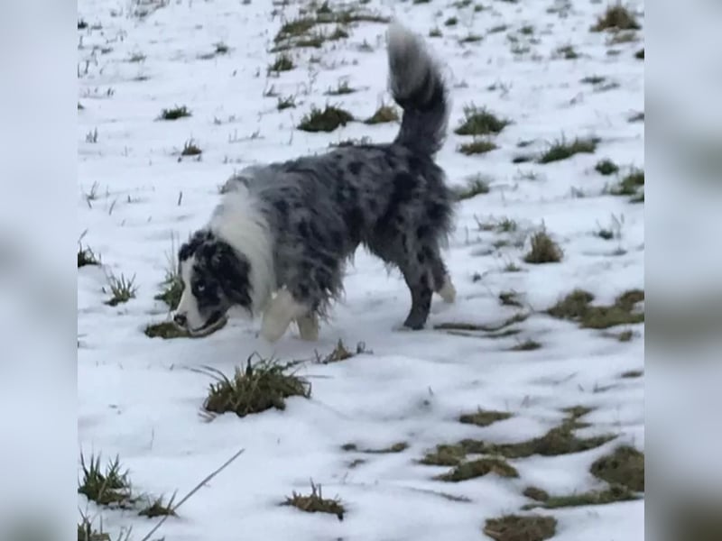 Borderaussie - Australian Shepherd / Bordercollie Welpen