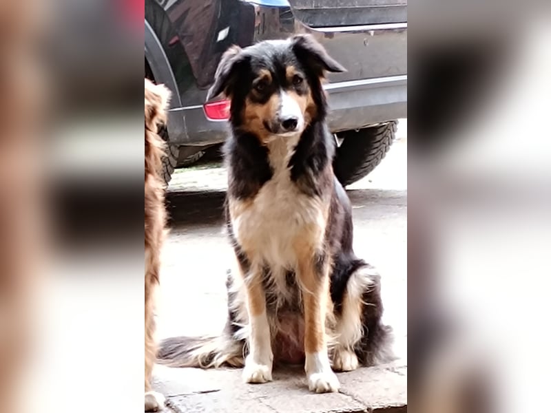 Borderaussie - Australian Shepherd / Bordercollie Welpen