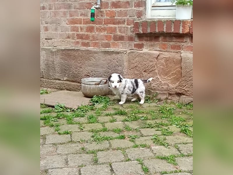 Borderaussie - Australian Shepherd / Bordercollie Welpen