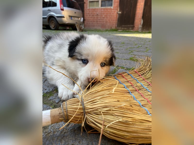 Borderaussie - Australian Shepherd / Bordercollie Mix Welpen