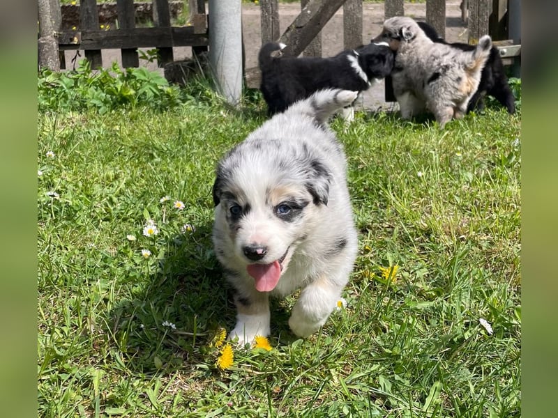 Borderaussie - Australian Shepherd / Bordercollie Welpen