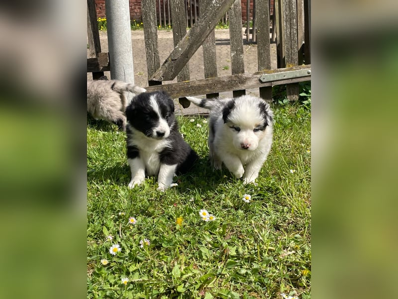 Borderaussie - Australian Shepherd / Bordercollie Welpen