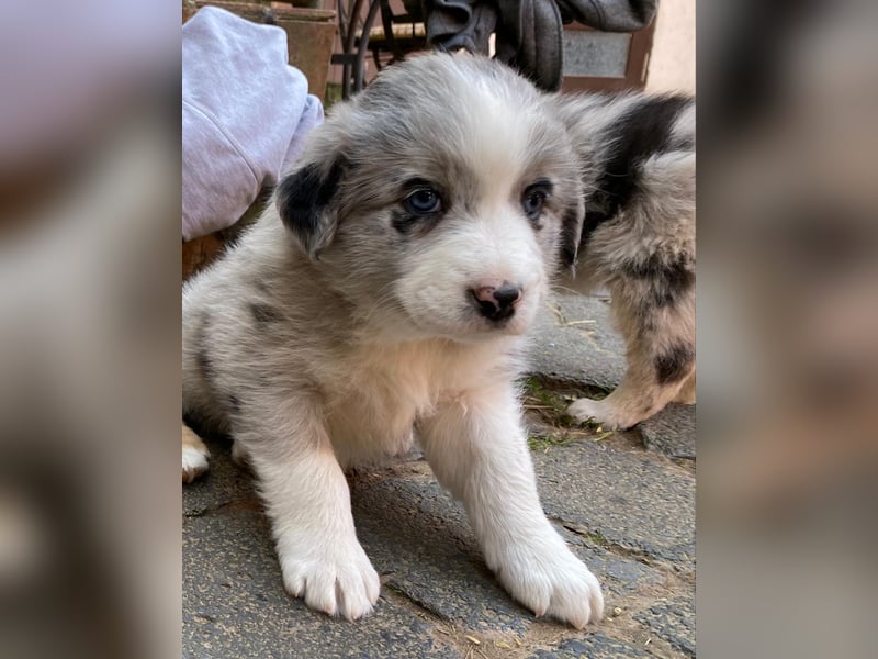 Borderaussie - Australian Shepherd / Bordercollie Welpen