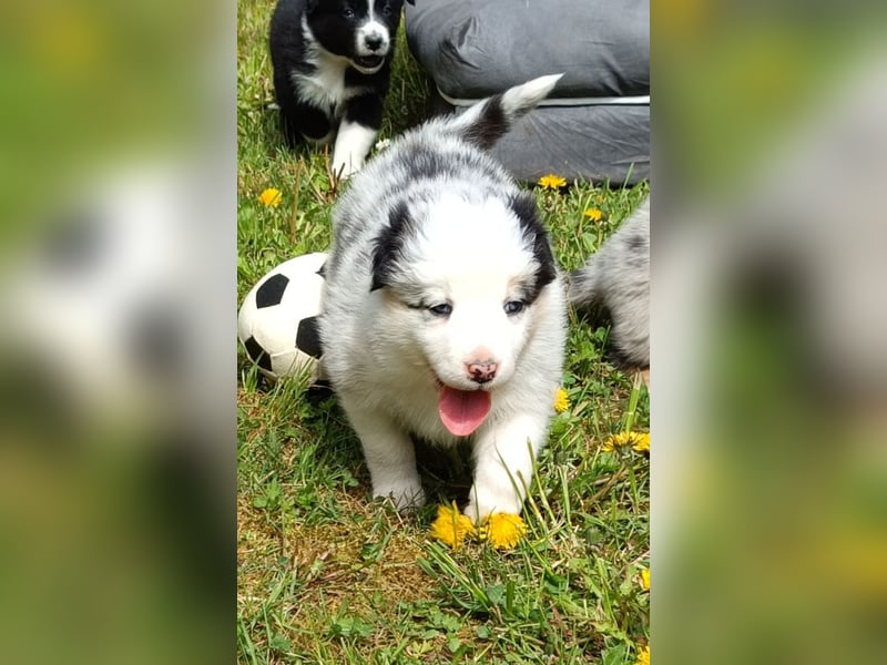 Borderaussie - Australian Shepherd / Bordercollie Welpen
