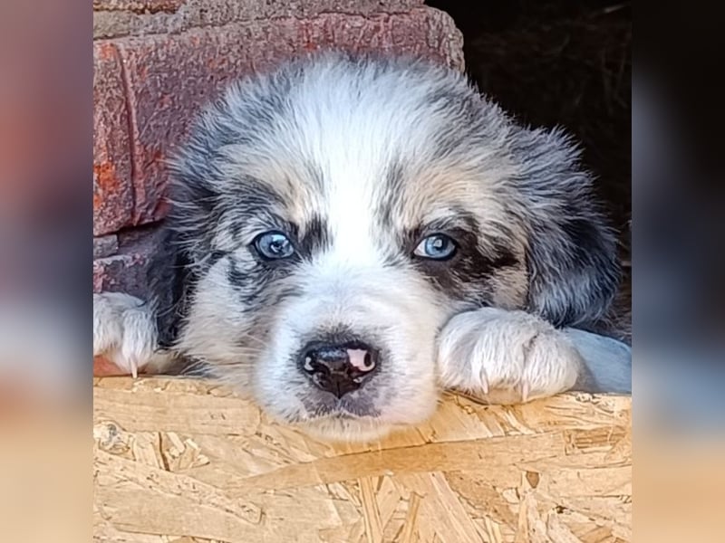Borderaussie - Australian Shepherd / Bordercollie Welpen