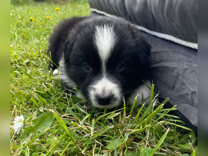 Borderaussie - Australian Shepherd / Bordercollie Welpen