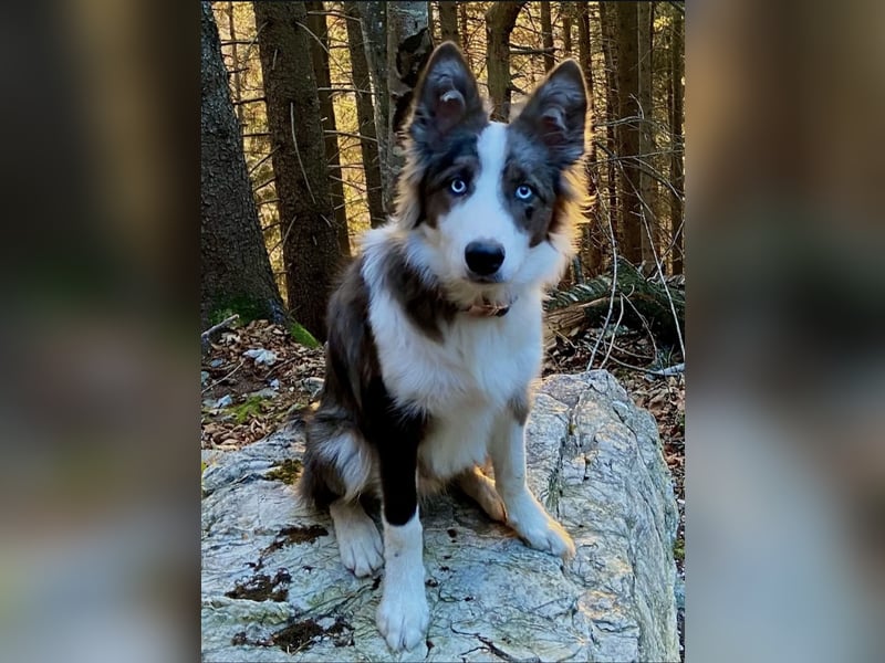 Husky 1 jahr alt, Border Collie
