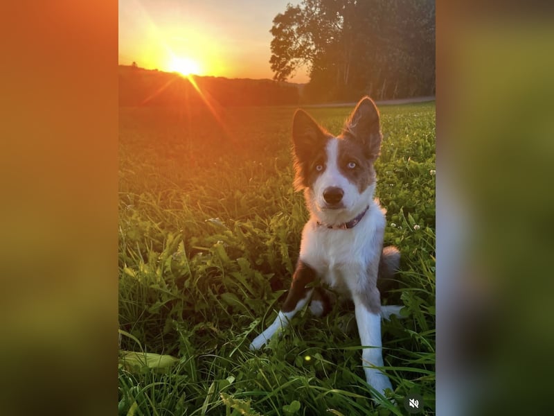 Husky 1 jahr alt, Border Collie
