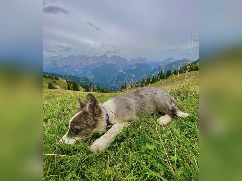 Husky 1 jahr alt, Border Collie