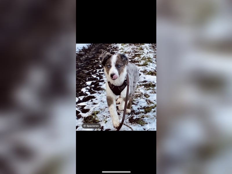 Aussie/Boder Mix sucht liebevolles Zuhause