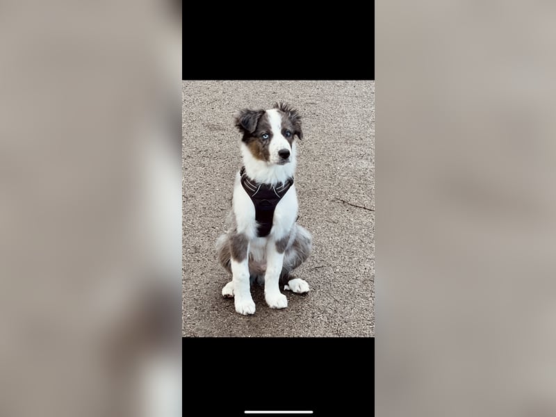 Aussie/Boder Mix sucht liebevolles Zuhause