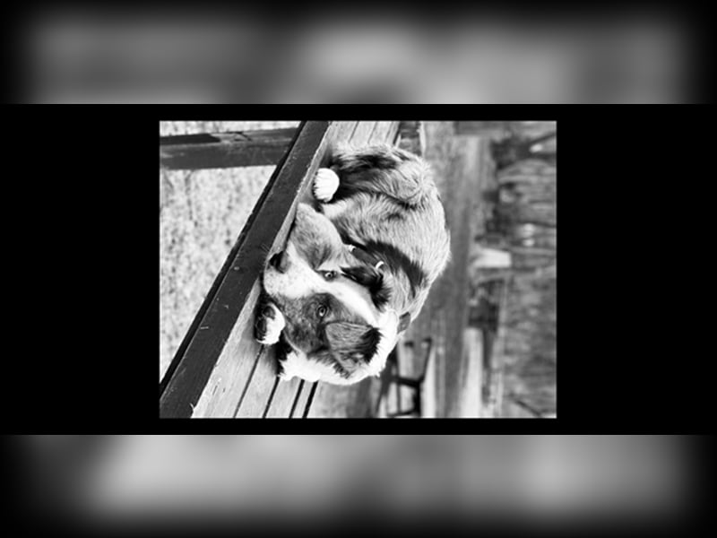 Aussie/Boder Mix sucht liebevolles Zuhause