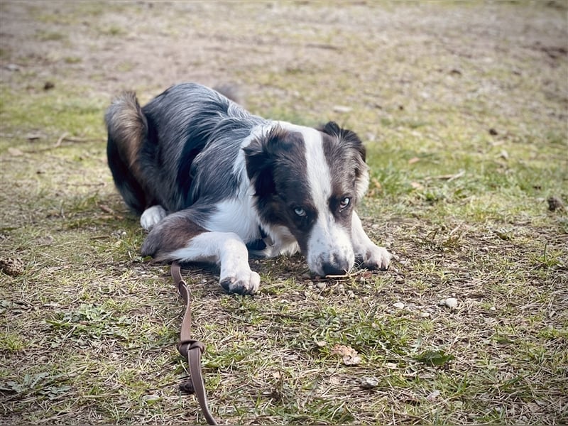 Aussie/Boder Mix sucht liebevolles Zuhause