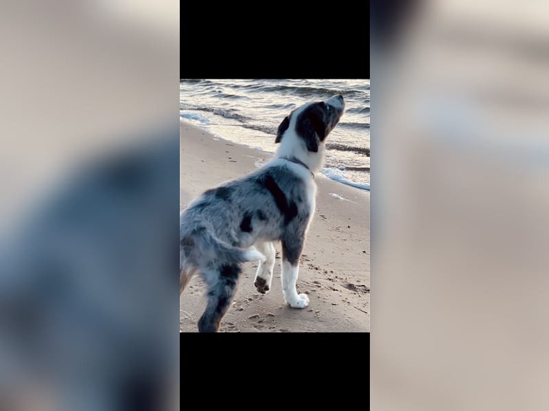 Aussie/Boder Mix sucht liebevolles Zuhause