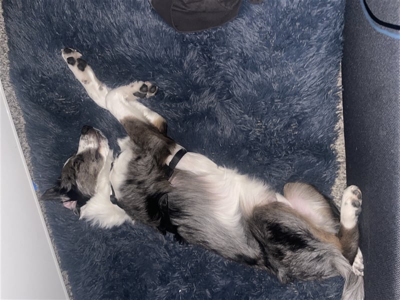 Aussie/Boder Mix sucht liebevolles Zuhause