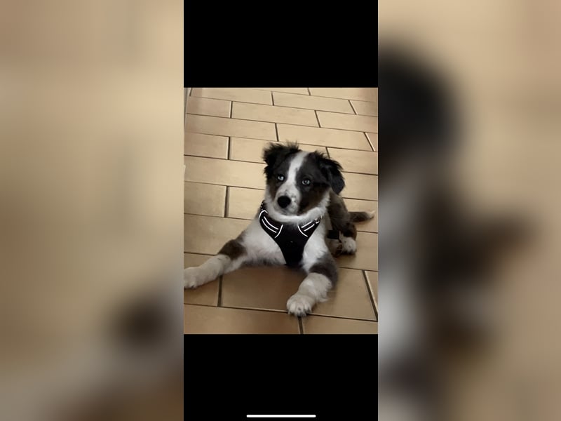 Aussie/Boder Mix sucht liebevolles Zuhause