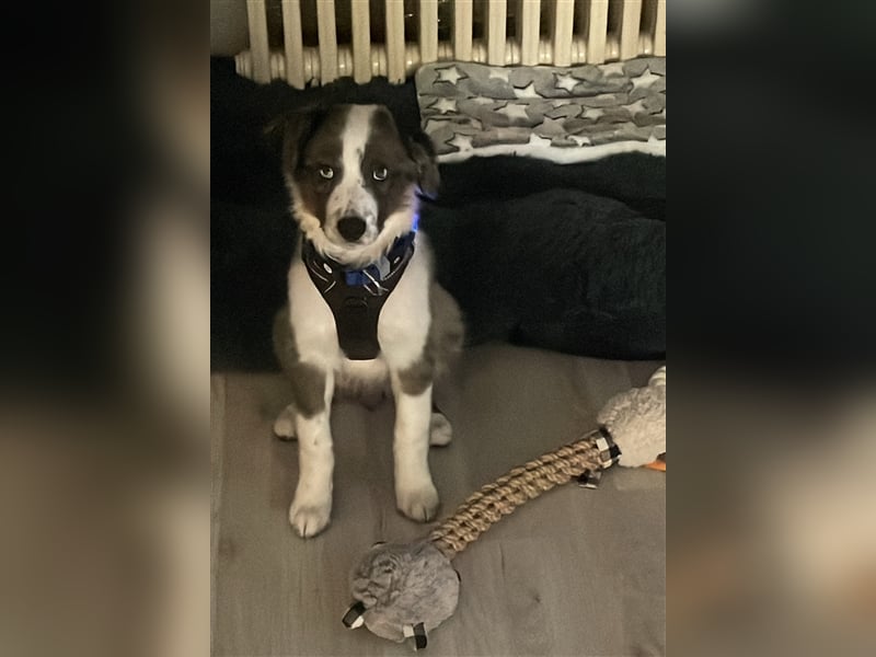 Aussie/Boder Mix sucht liebevolles Zuhause
