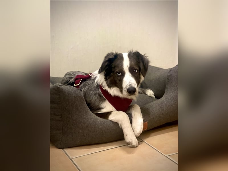 Aussie/Boder Mix sucht liebevolles Zuhause