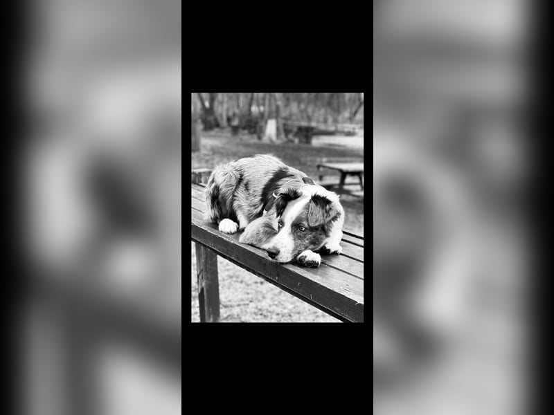 Aussie/Boder Mix sucht liebevolles Zuhause