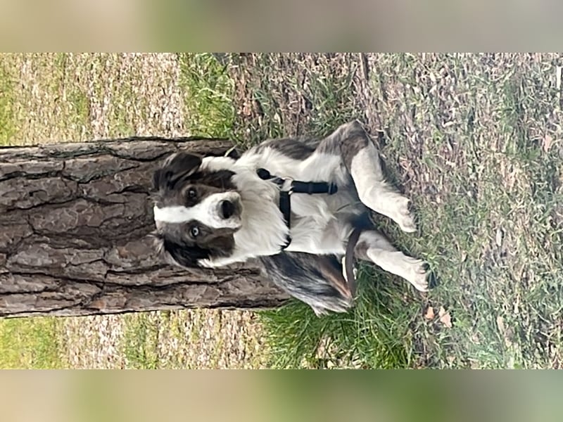 Aussie/Boder Mix sucht liebevolles Zuhause