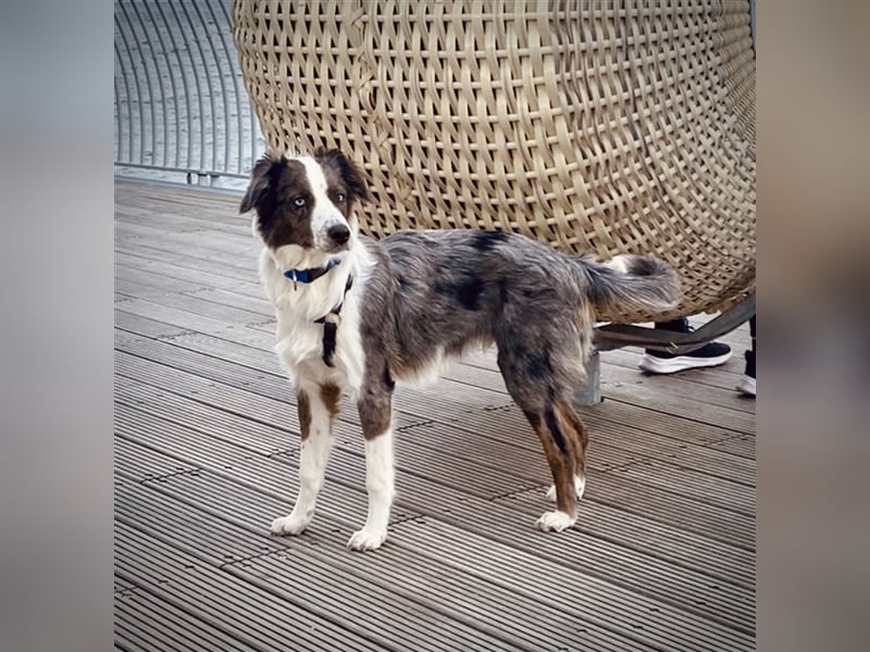 Aussie/Boder Mix sucht liebevolles Zuhause