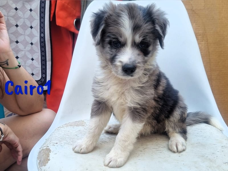 Cairo1 geb. 05/2025 (ESP) - verspielter Border-Collie-Mix Welpe!