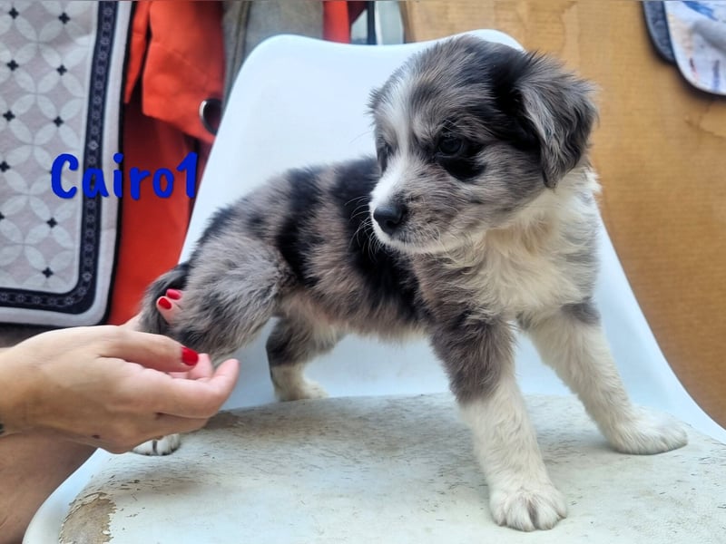 Cairo1 geb. 05/2025 (ESP) - verspielter Border-Collie-Mix Welpe!
