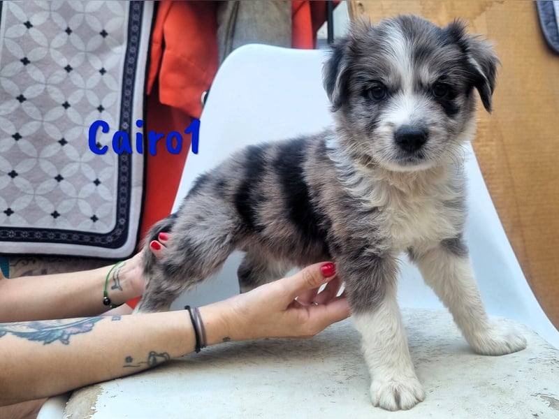 Cairo1 geb. 05/2025 (ESP) - verspielter Border-Collie-Mix Welpe!