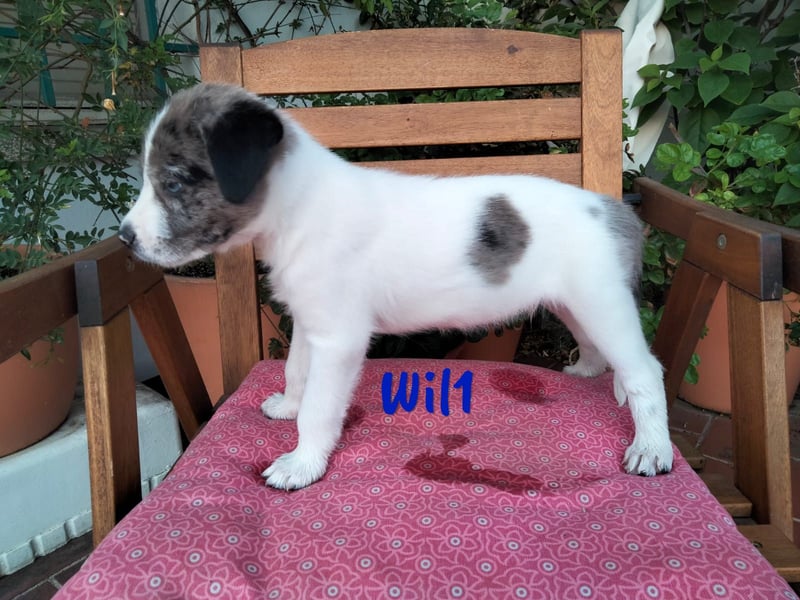 Wil geb. 05/2025 (ESP) - sportlicher Border-Collie-Mix Welpe!