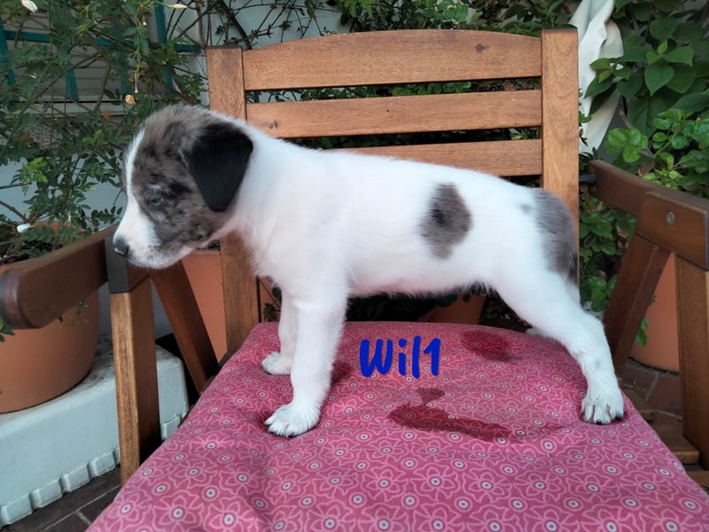 Wil geb. 05/2025 (ESP) - sportlicher Border-Collie-Mix Welpe!