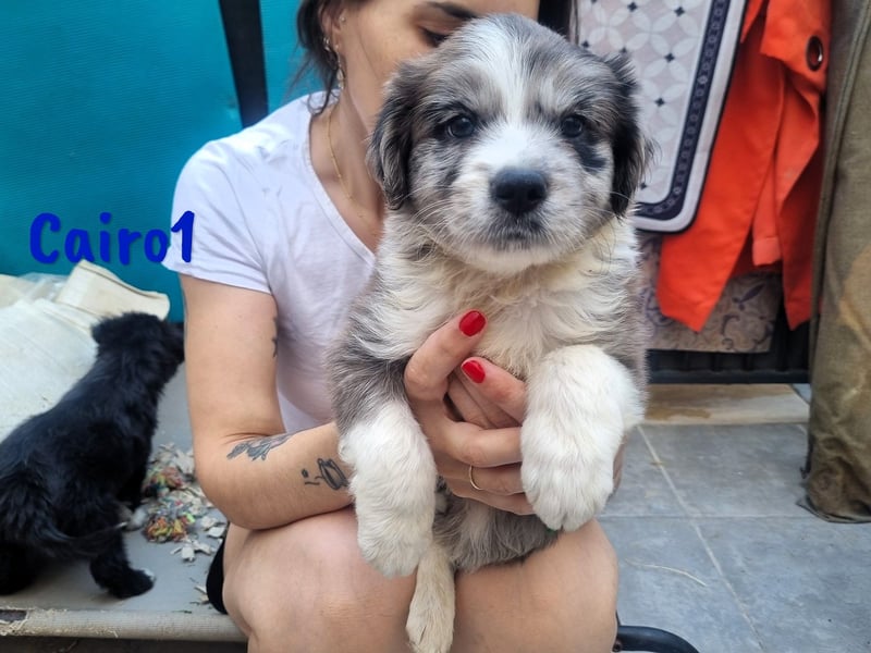 Cairo1 geb. 05/2025 (ESP) - verspielter Border-Collie-Mix Welpe!