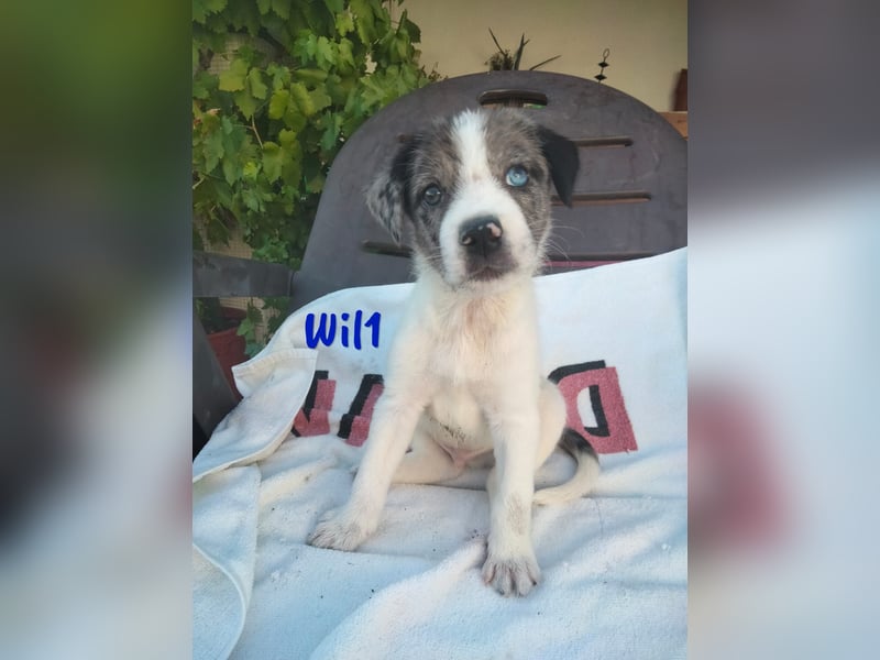 Wil geb. 05/2025 (ESP) - sportlicher Border-Collie-Mix Welpe!