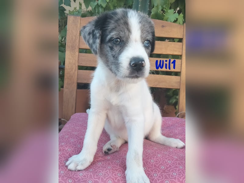 Wil geb. 05/2025 (ESP) - sportlicher Border-Collie-Mix Welpe!