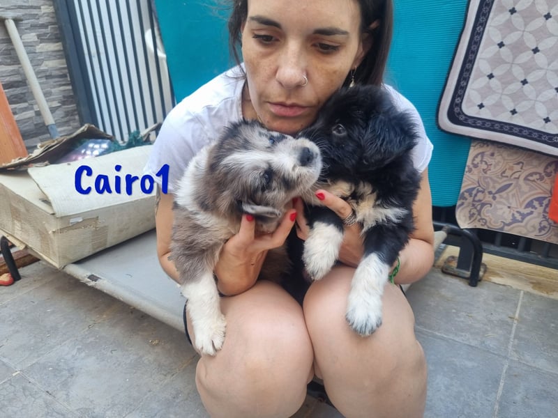 Cairo1 geb. 05/2025 (ESP) - verspielter Border-Collie-Mix Welpe!