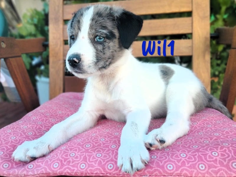 Wil geb. 05/2025 (ESP) - sportlicher Border-Collie-Mix Welpe!